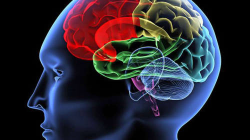 Image diagram of a brain scan