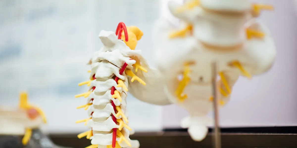 Skletel spinal cord prop