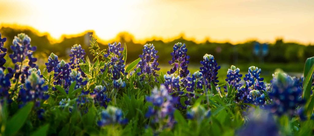 bluebonnets in the sunset