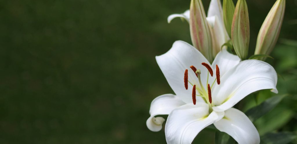 white lilies blooming